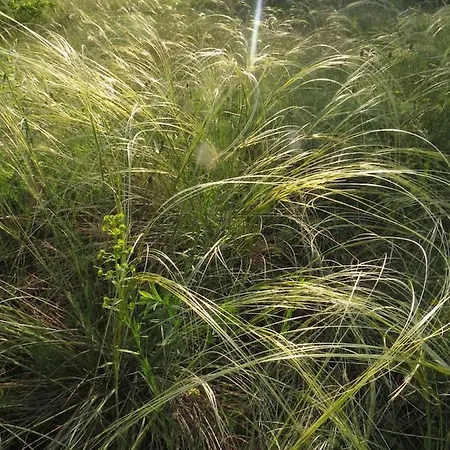公寓 In Casa Ciliegia 巴拉顿菲赖德