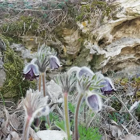 In Casa Ciliegia * 巴拉顿菲赖德